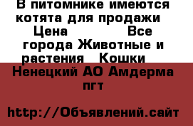 В питомнике имеются котята для продажи › Цена ­ 30 000 - Все города Животные и растения » Кошки   . Ненецкий АО,Амдерма пгт